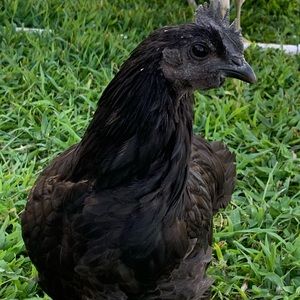 Meet your Posher, Helen